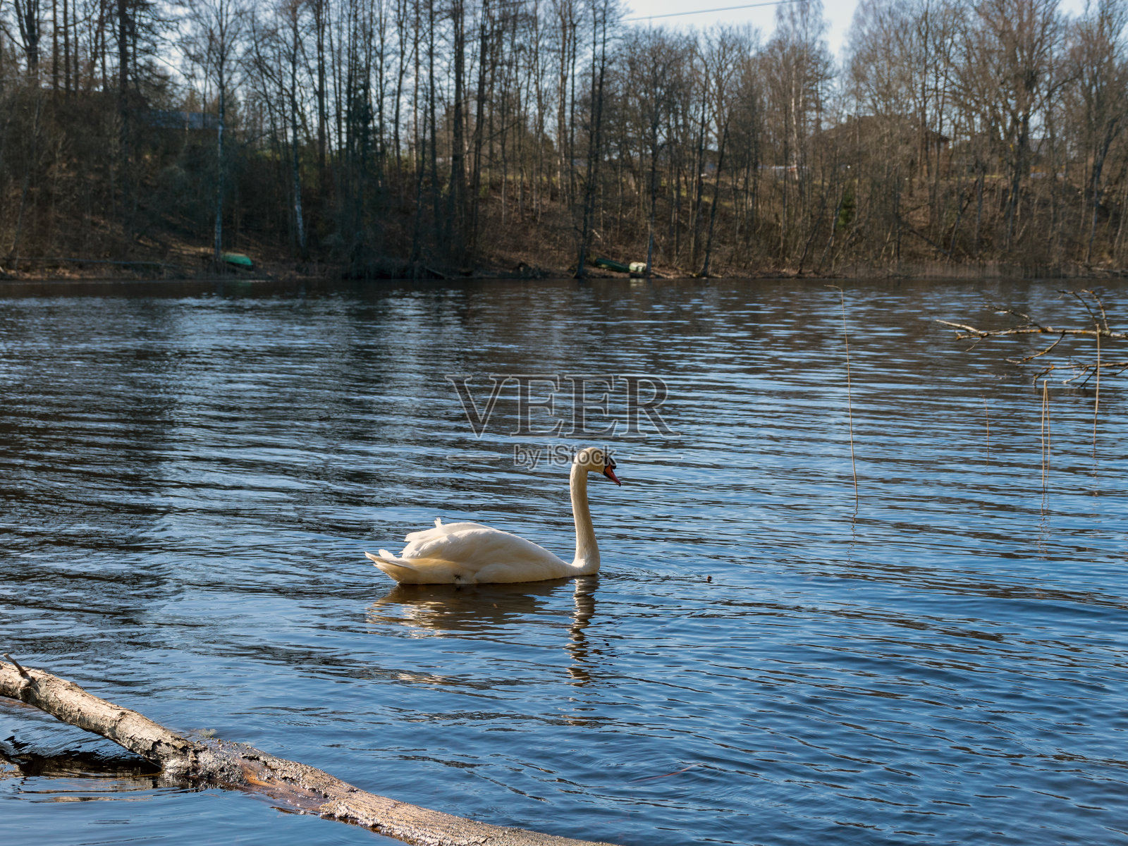 湖上有白天鹅的风景照片摄影图片