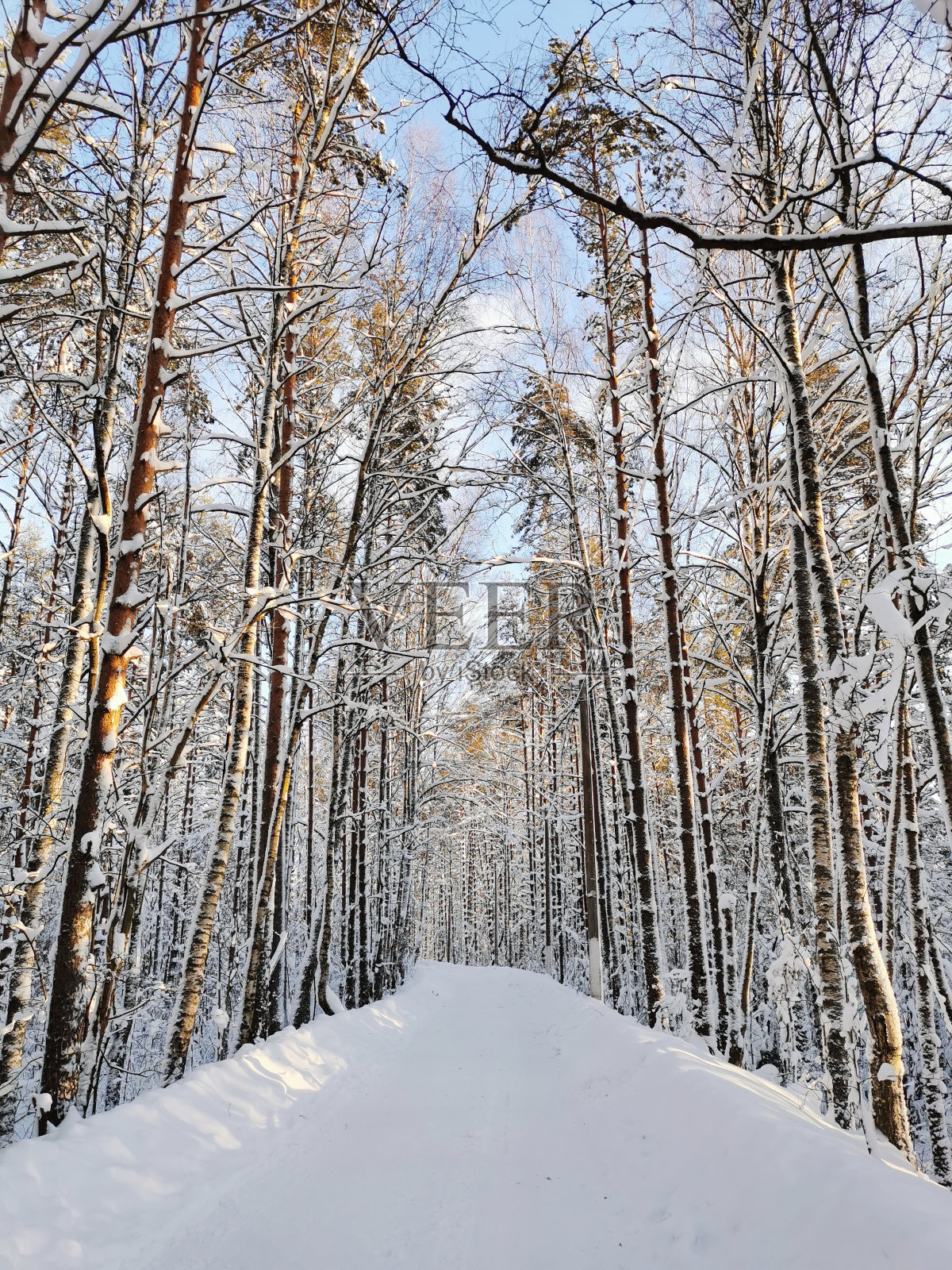 在一个晴朗、寒冷的冬日，村里一条林间道路，在高高的白雪覆盖的船松之间照片摄影图片