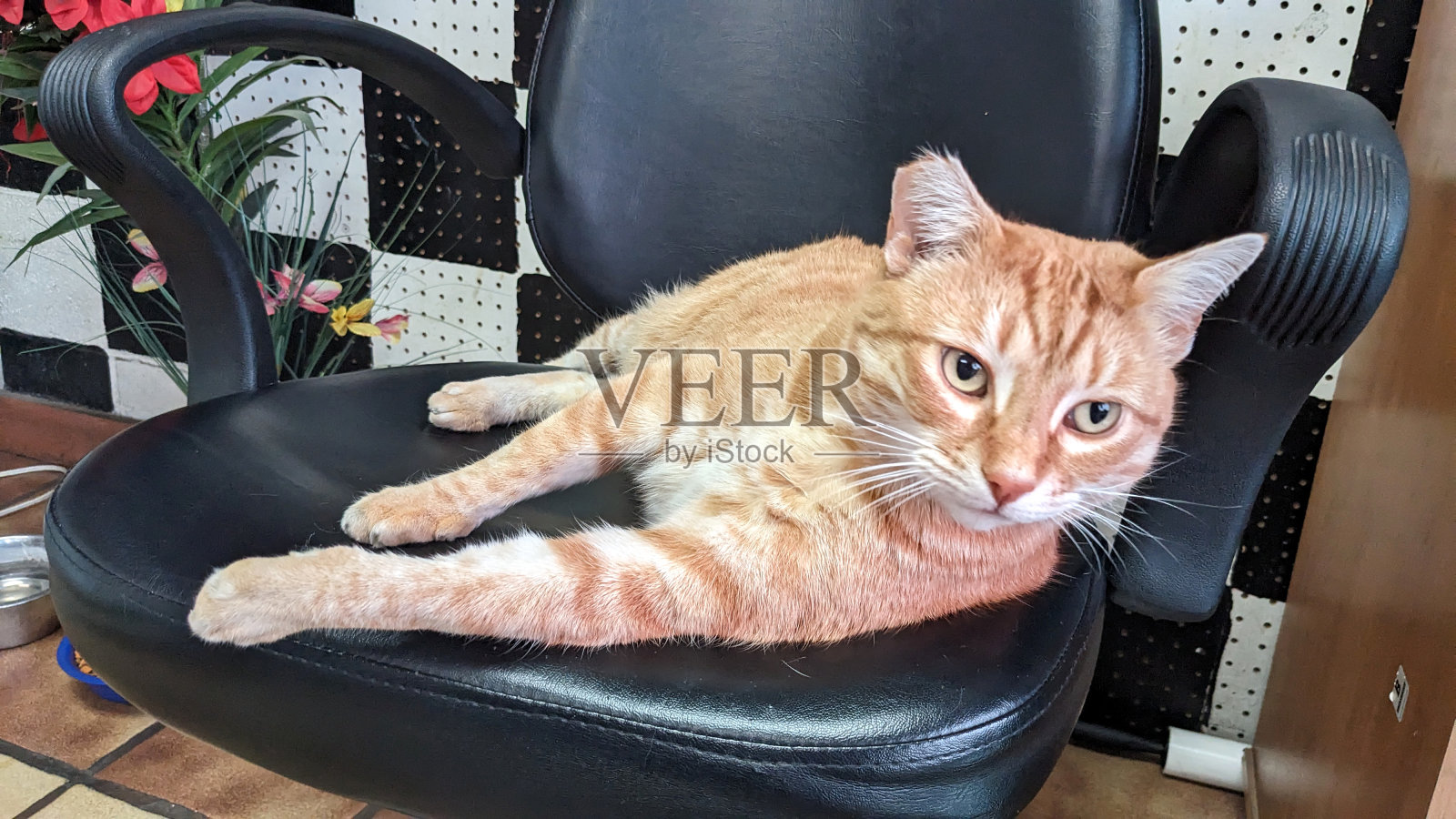 椅子上的孤独猫照片摄影图片