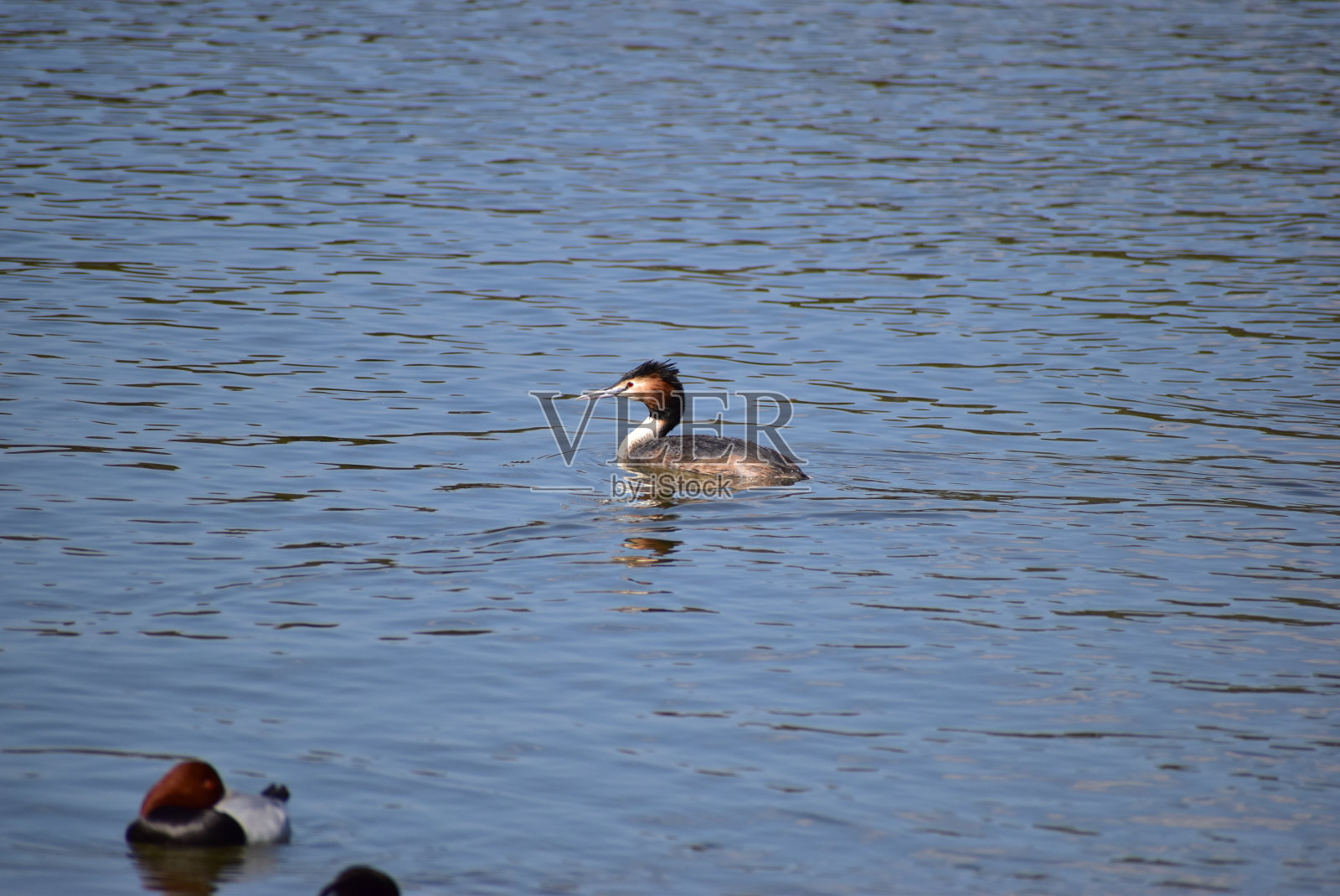 这是一种叫大冠毛grebe的鸟的肖像照片摄影图片