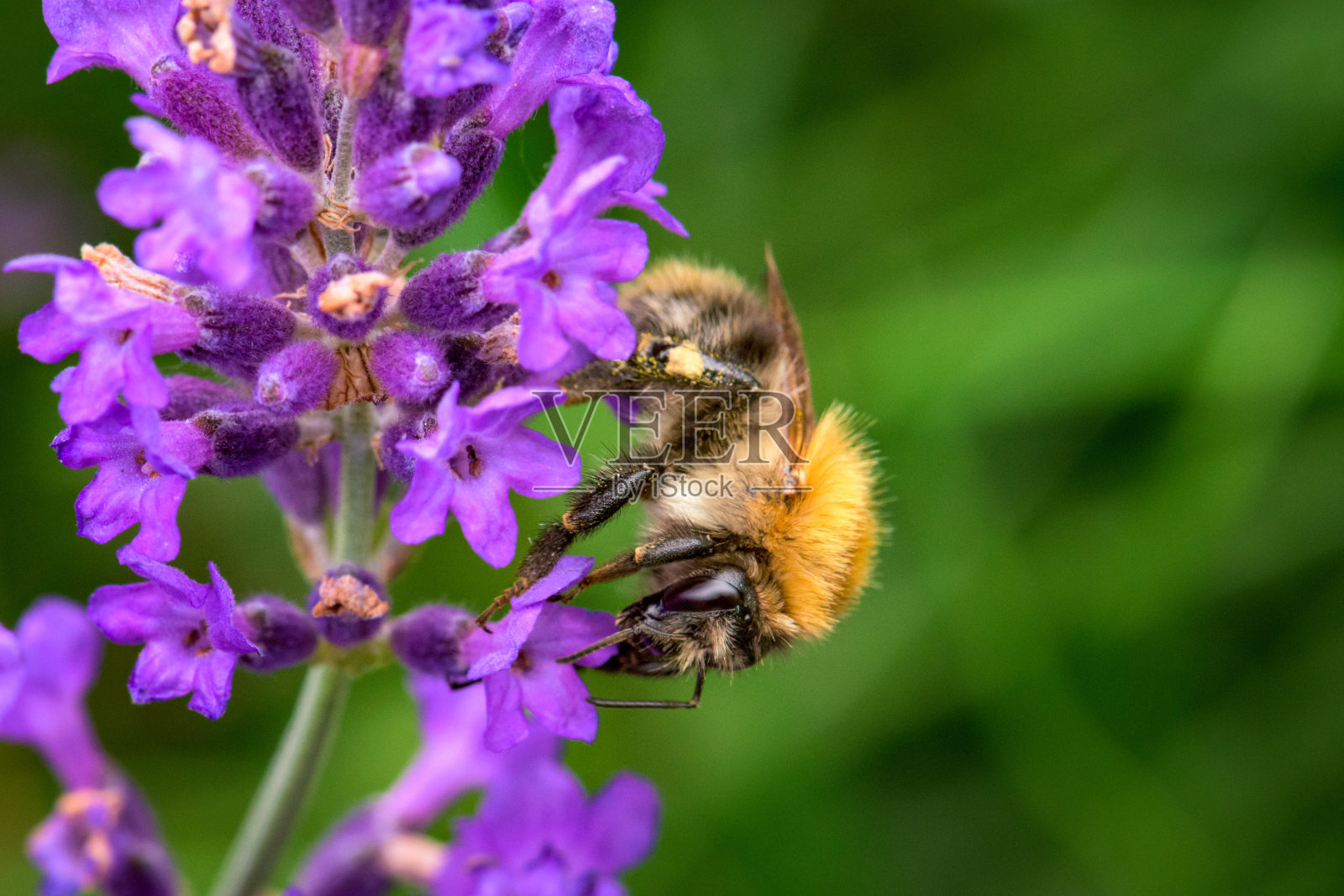 大黄蜂在模糊的背景下为紫色花朵授粉的特写镜头照片摄影图片