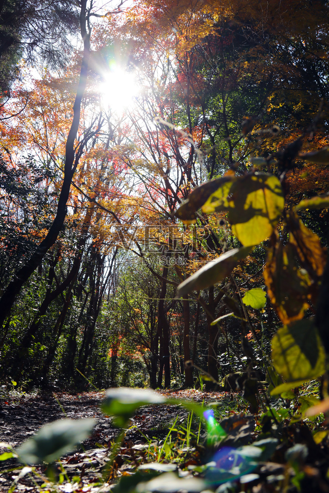 在美丽的秋日阳光下，覆盖着落叶的山路的低角度自然照片。照片摄影图片