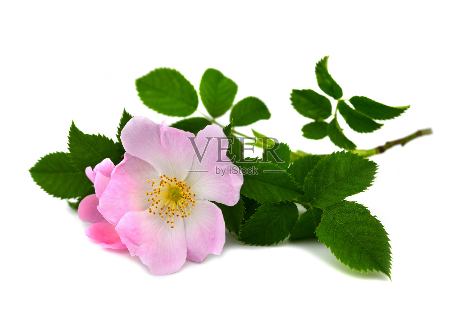 狗的玫瑰开花了照片摄影图片