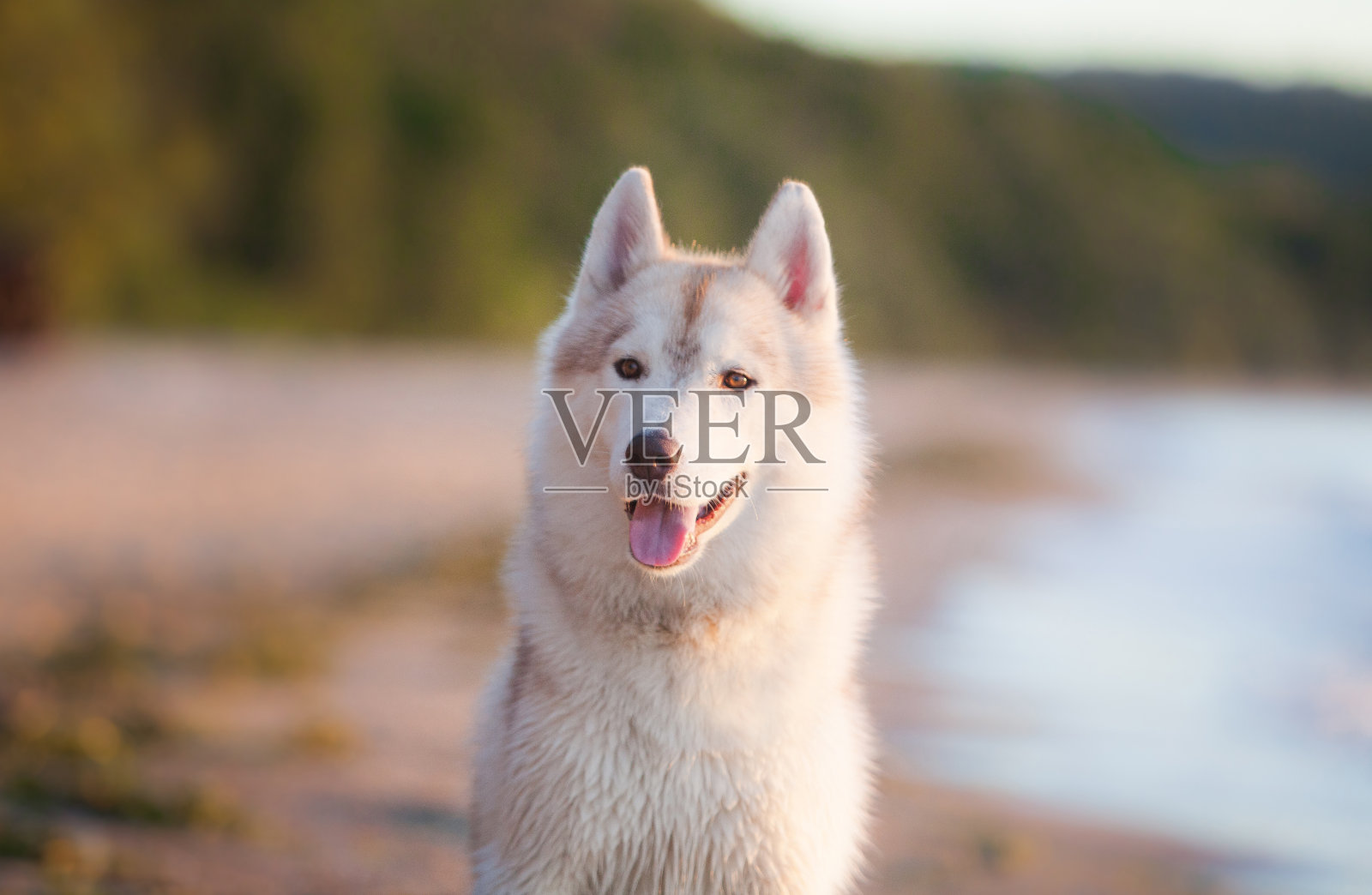 西伯利亚哈士奇小狗在街上照片摄影图片