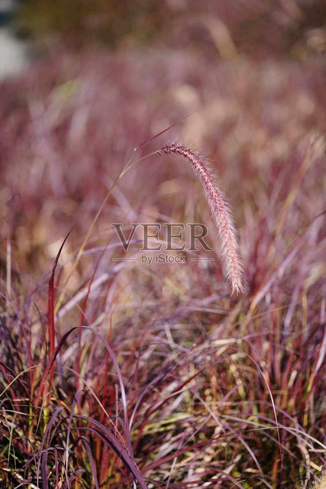 大自然中的红花草地照片摄影图片
