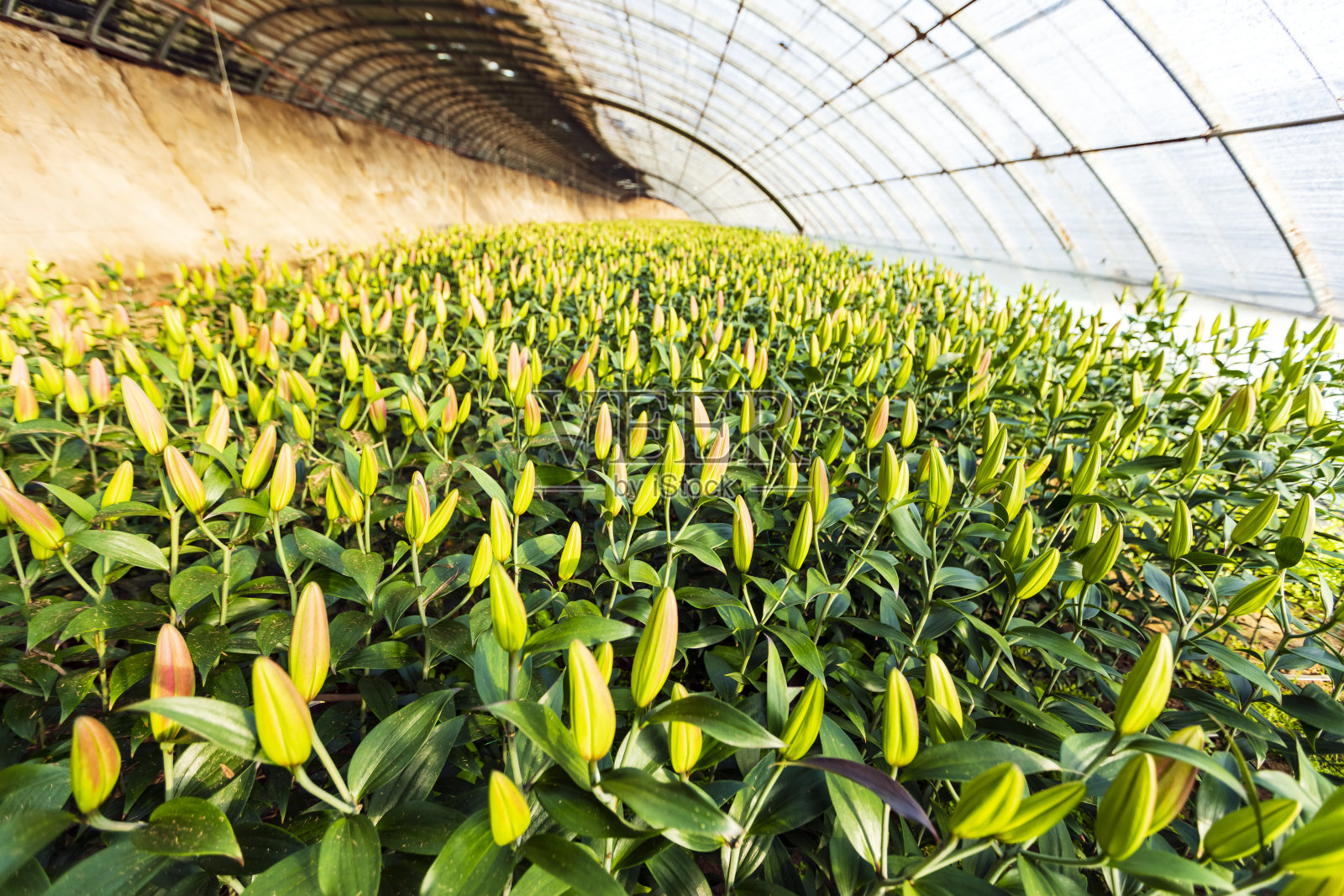 百合花在花园里。百合在温室里照片摄影图片