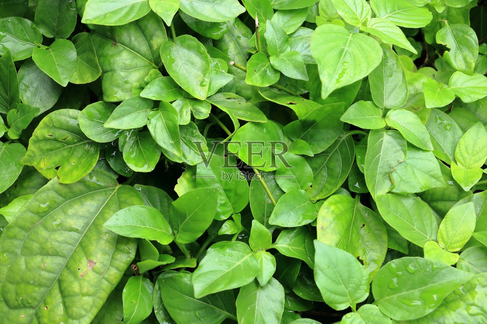 一组图片，背景，新鲜的绿叶照片摄影图片