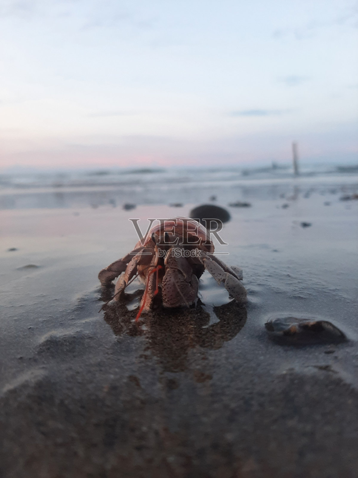 海岸上的寄居蟹照片摄影图片