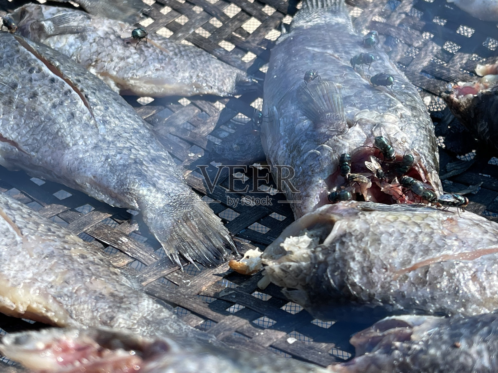 晒干的鱼照片摄影图片