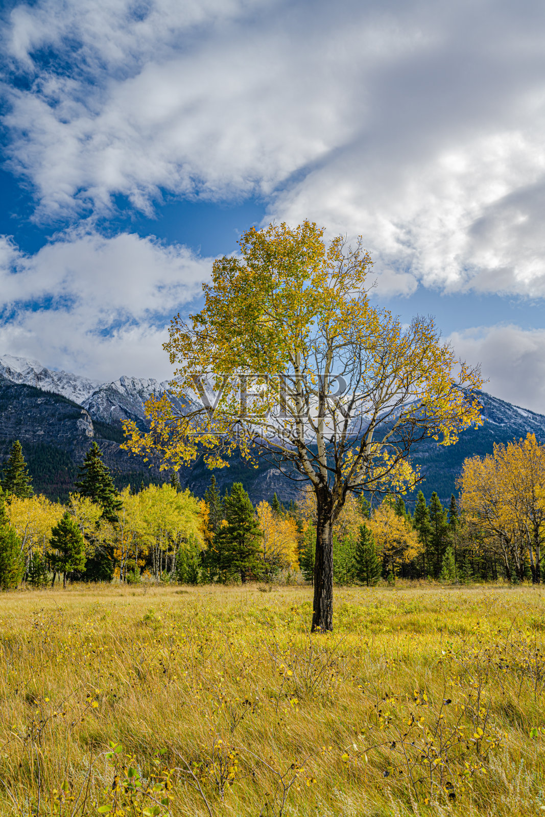 垂直拍摄的秋天森林，背景是白雪覆盖的山脉照片摄影图片