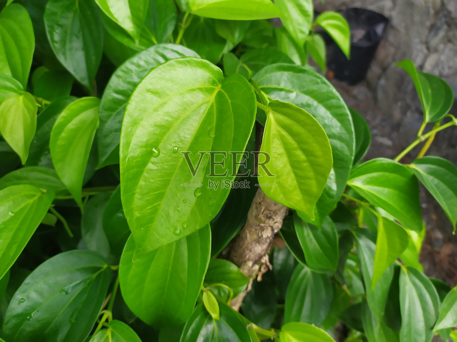 近距离拍摄的槟榔植物生长在院子里照片摄影图片