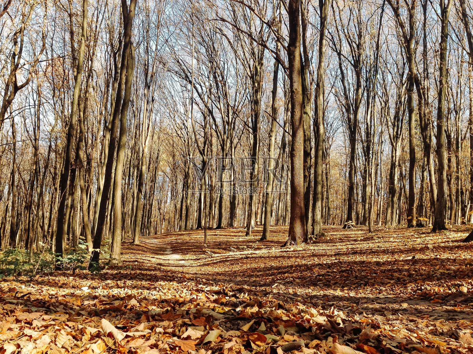 森林中的一群树照片摄影图片