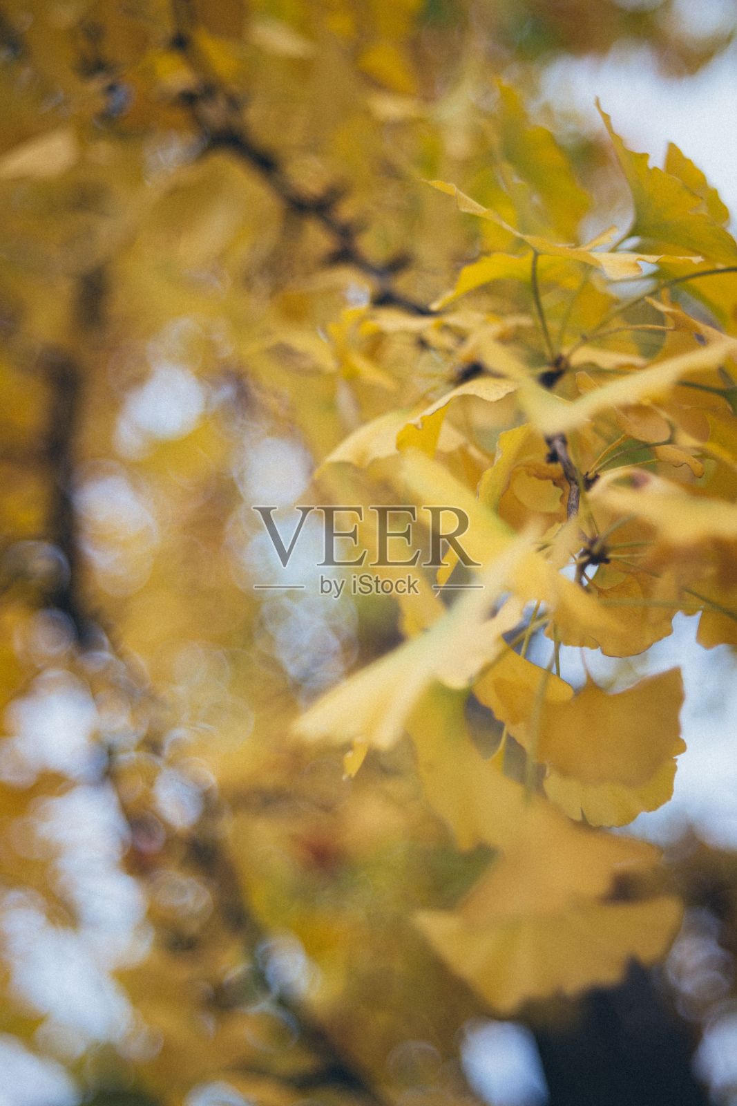 美丽模糊的秋天背景照片摄影图片