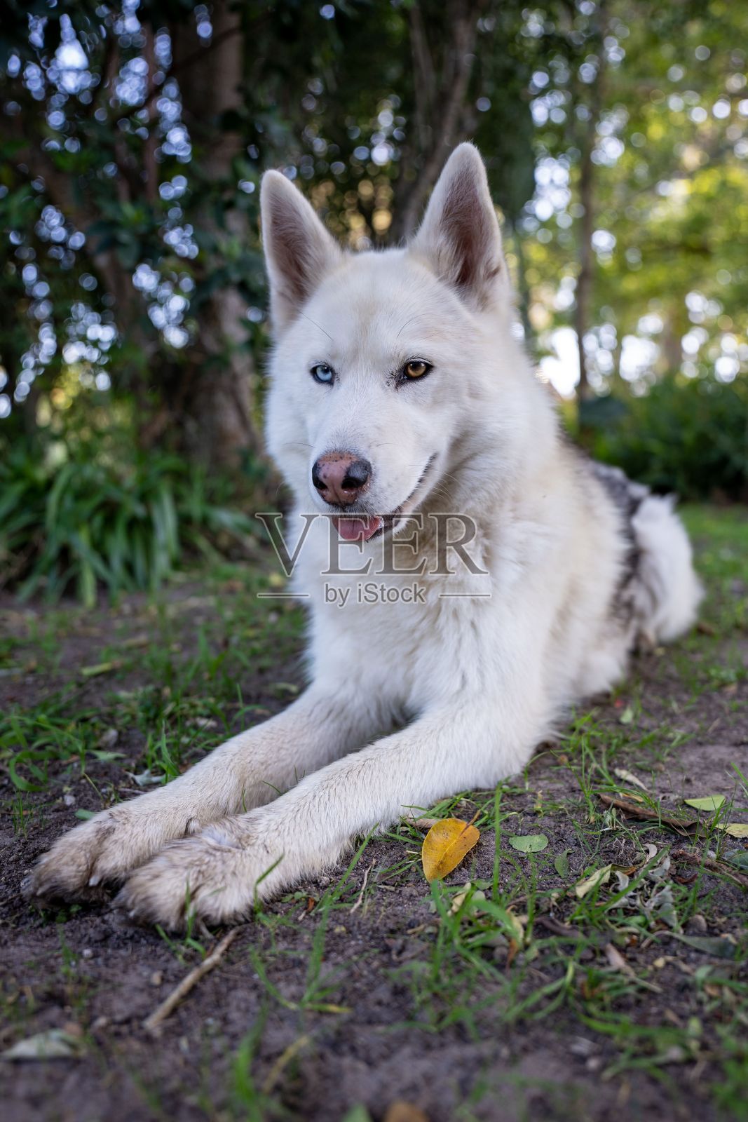 垂直特写的白色西伯利亚哈士奇在森林里。照片摄影图片