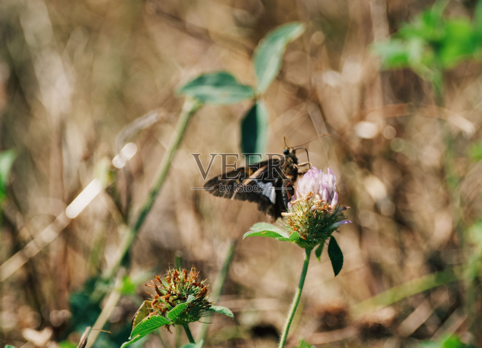 一只银色斑点的船长(Epargyreus clarus)蝴蝶在花上休息的特写镜头照片摄影图片