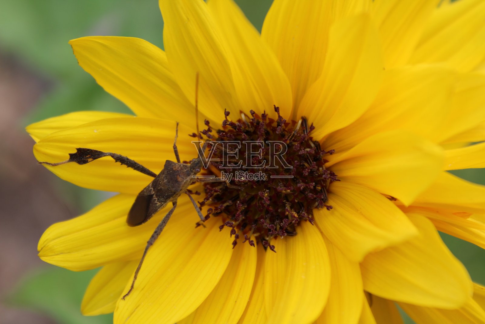 黄花上的昆虫照片摄影图片