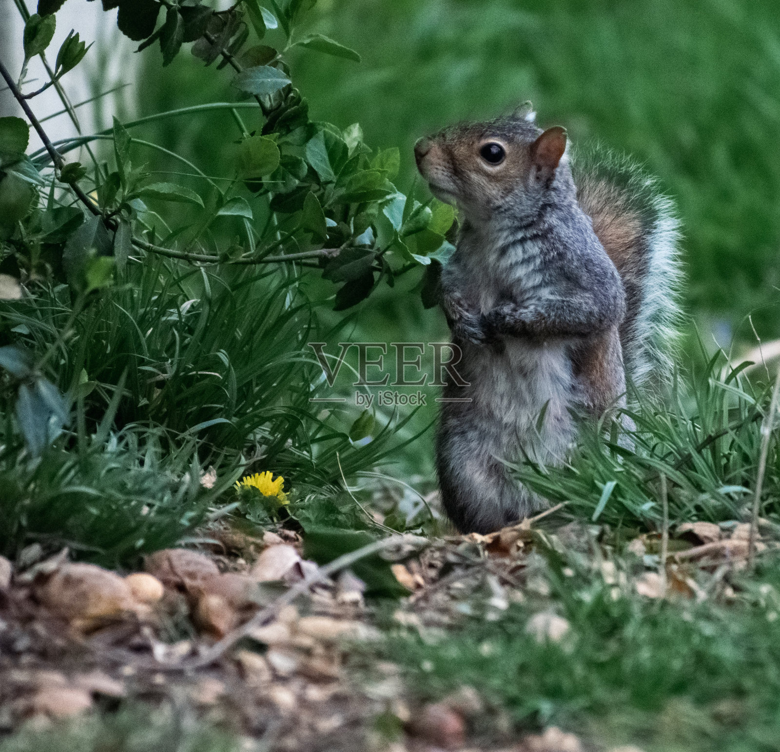 可爱的东部灰松鼠在植物附近照片摄影图片