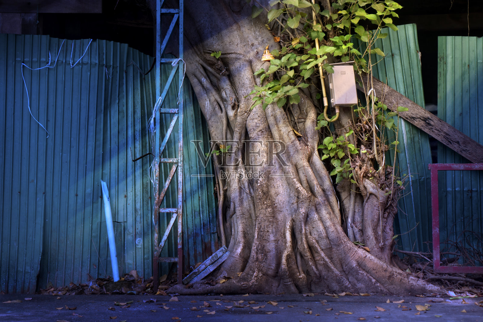 建筑外部热带树干的环境形象照片摄影图片