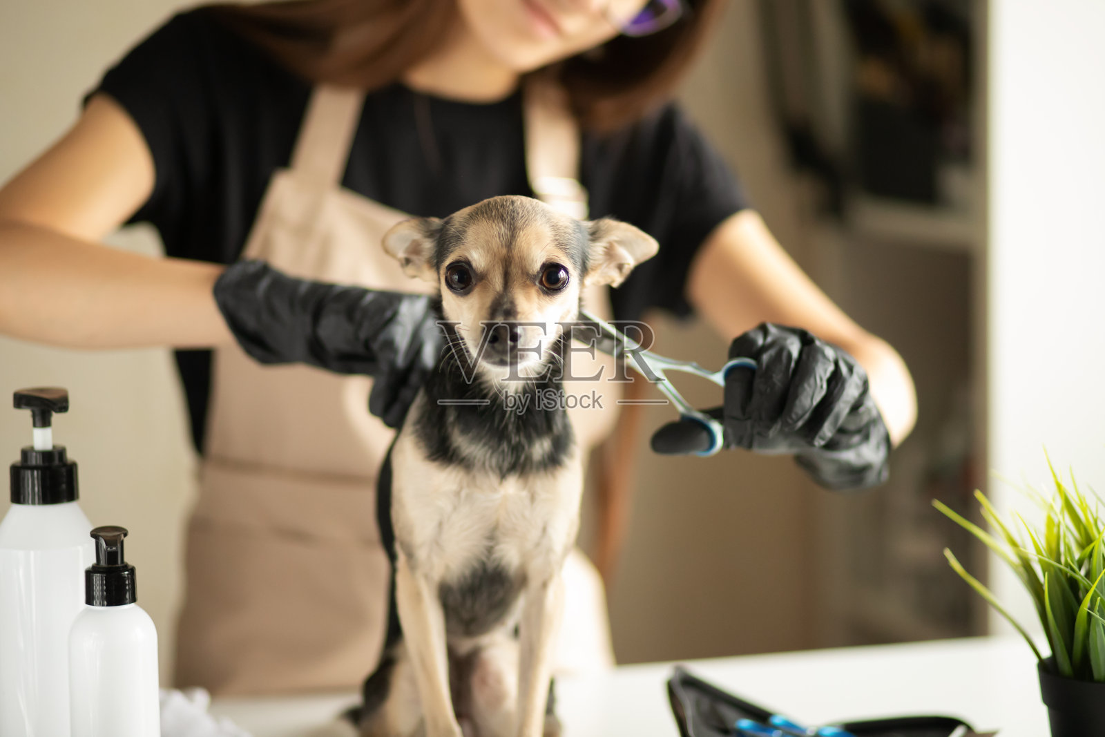 狗的美容，美容师在美容沙龙修剪一只小狗照片摄影图片