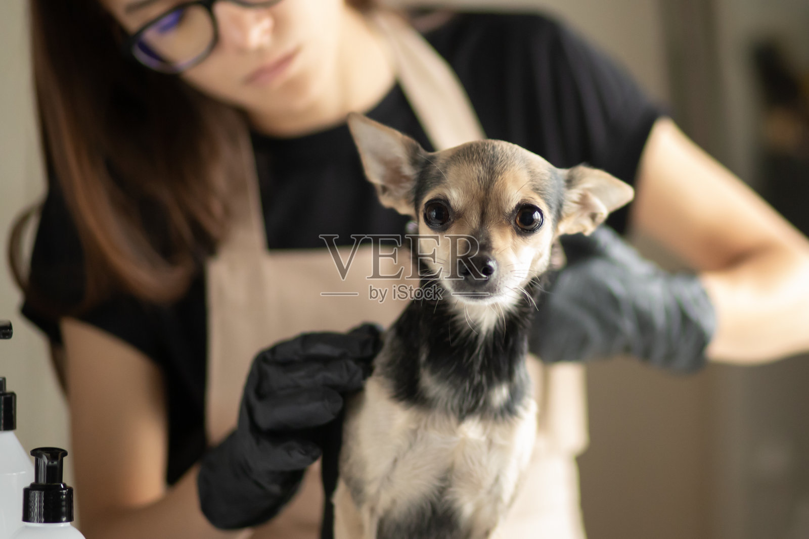 狗狗美容美发，宠物美容卫生，动物毛发修剪照片摄影图片