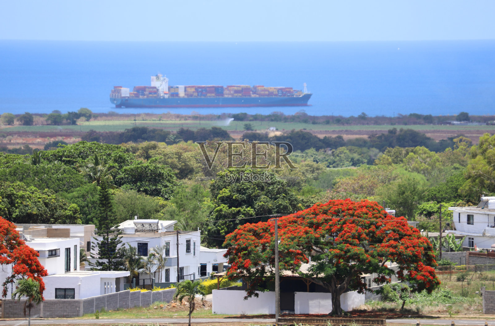 开花华丽的树，毛里求斯，印度洋，非洲照片摄影图片