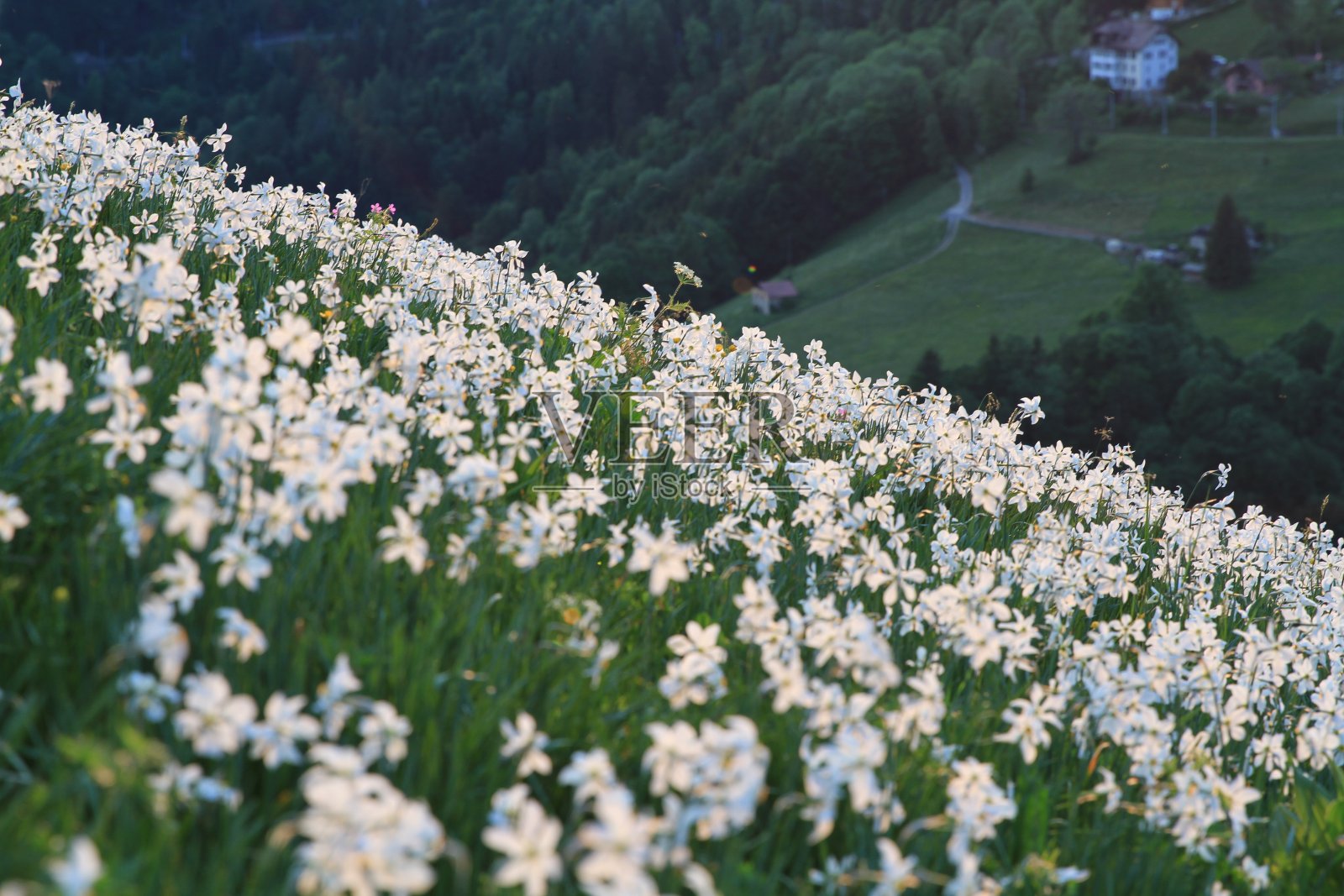 山上野水仙花田照片摄影图片