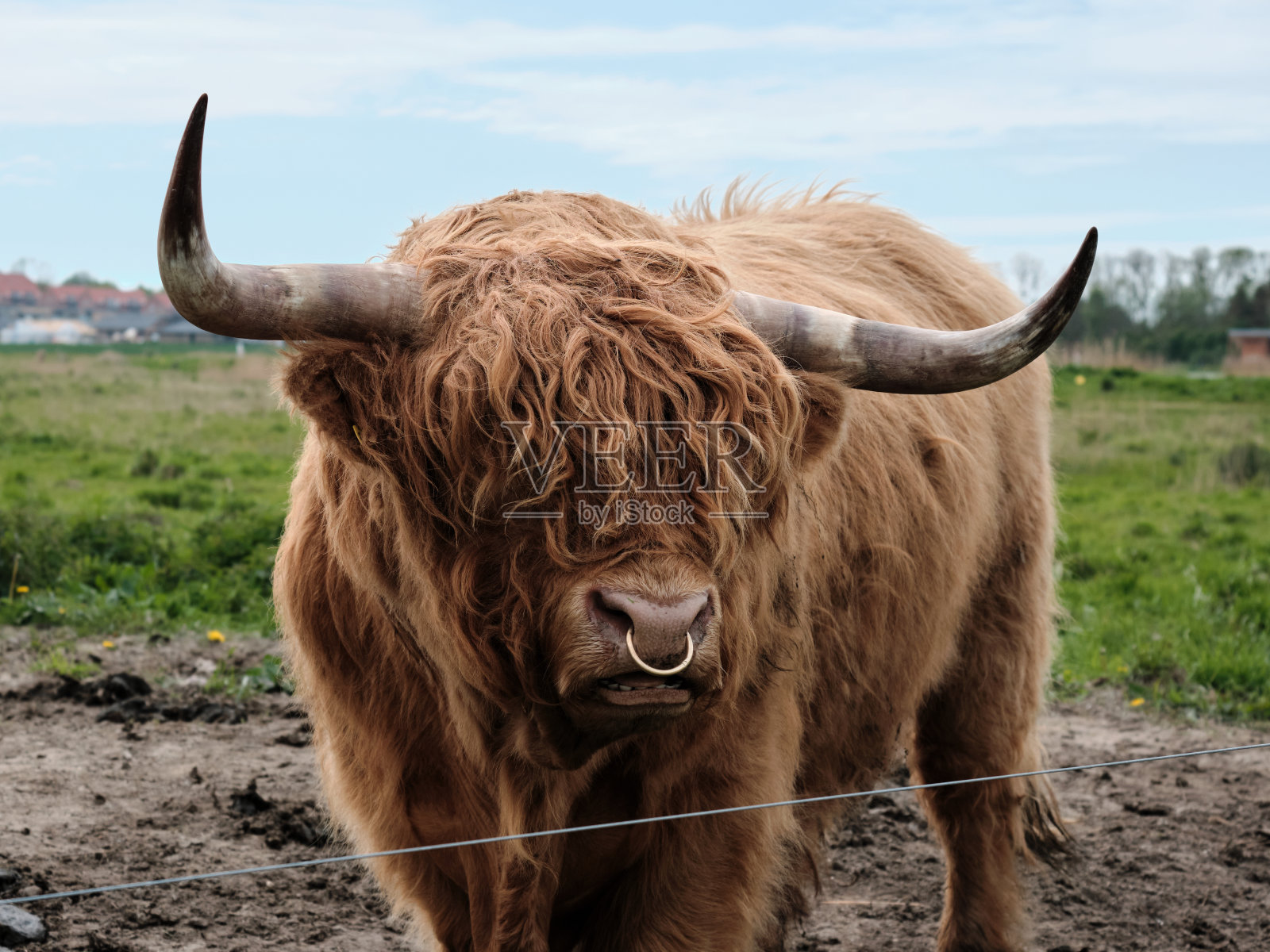 田野里一头棕色公牛的特写镜头照片摄影图片