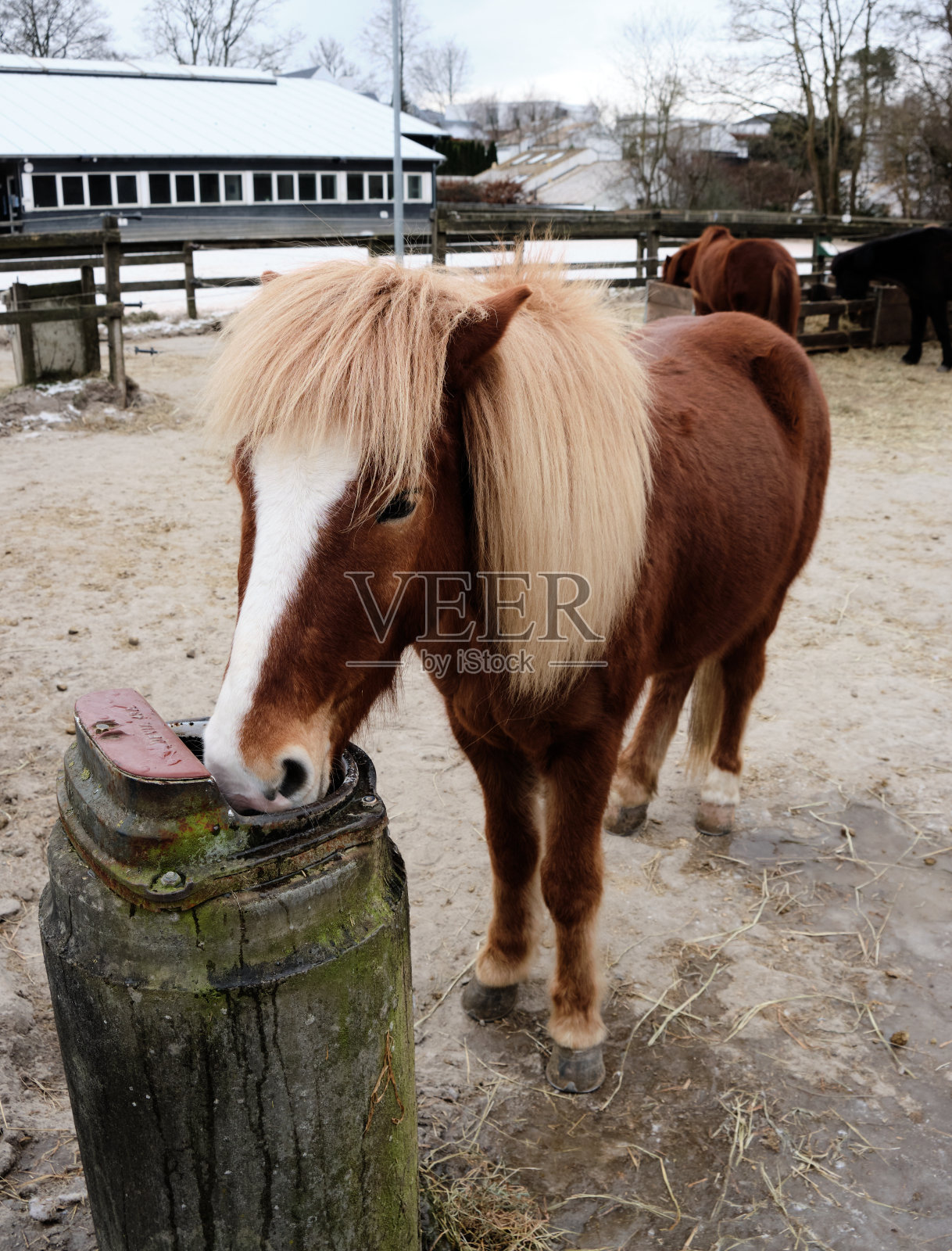 这只可爱的小马在农场里进食的特写镜头照片摄影图片