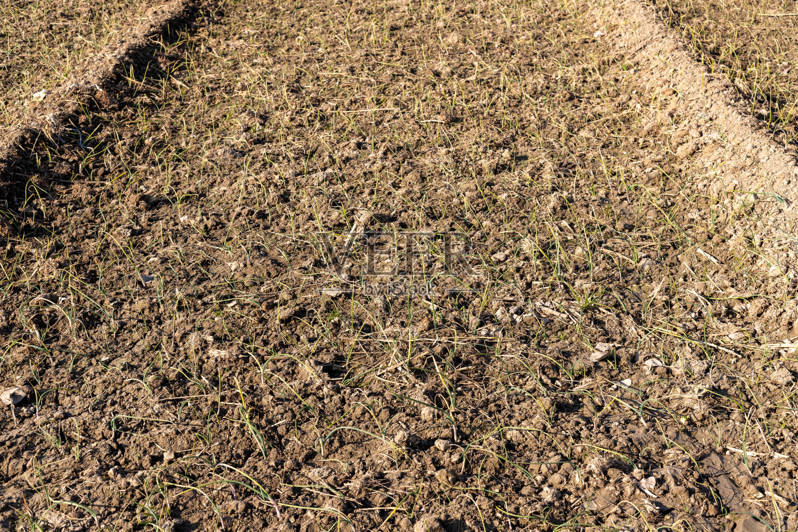 洋葱在田间生长初期照片摄影图片