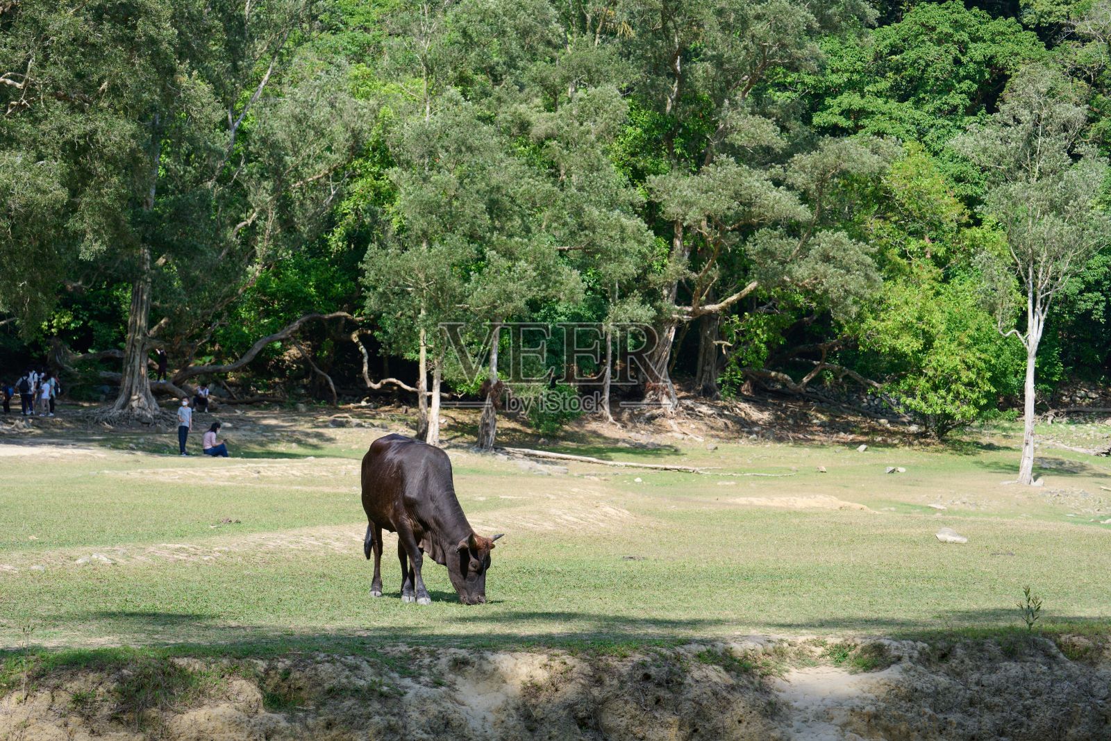 香港城门水塘牧场上的一头牛照片摄影图片
