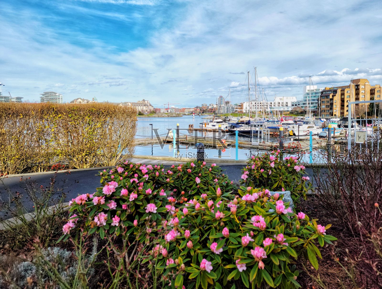 美丽的膜花灌木与港口在后面照片摄影图片