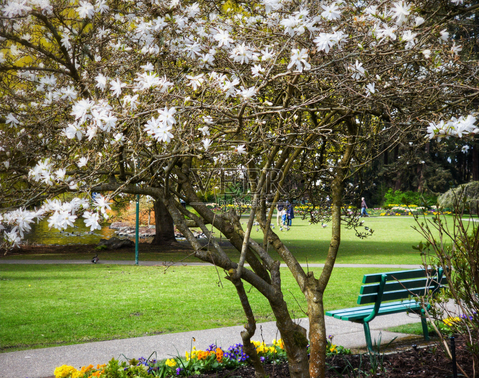 阳光明媚的日子里，公园里有树的木凳的美丽景色照片摄影图片