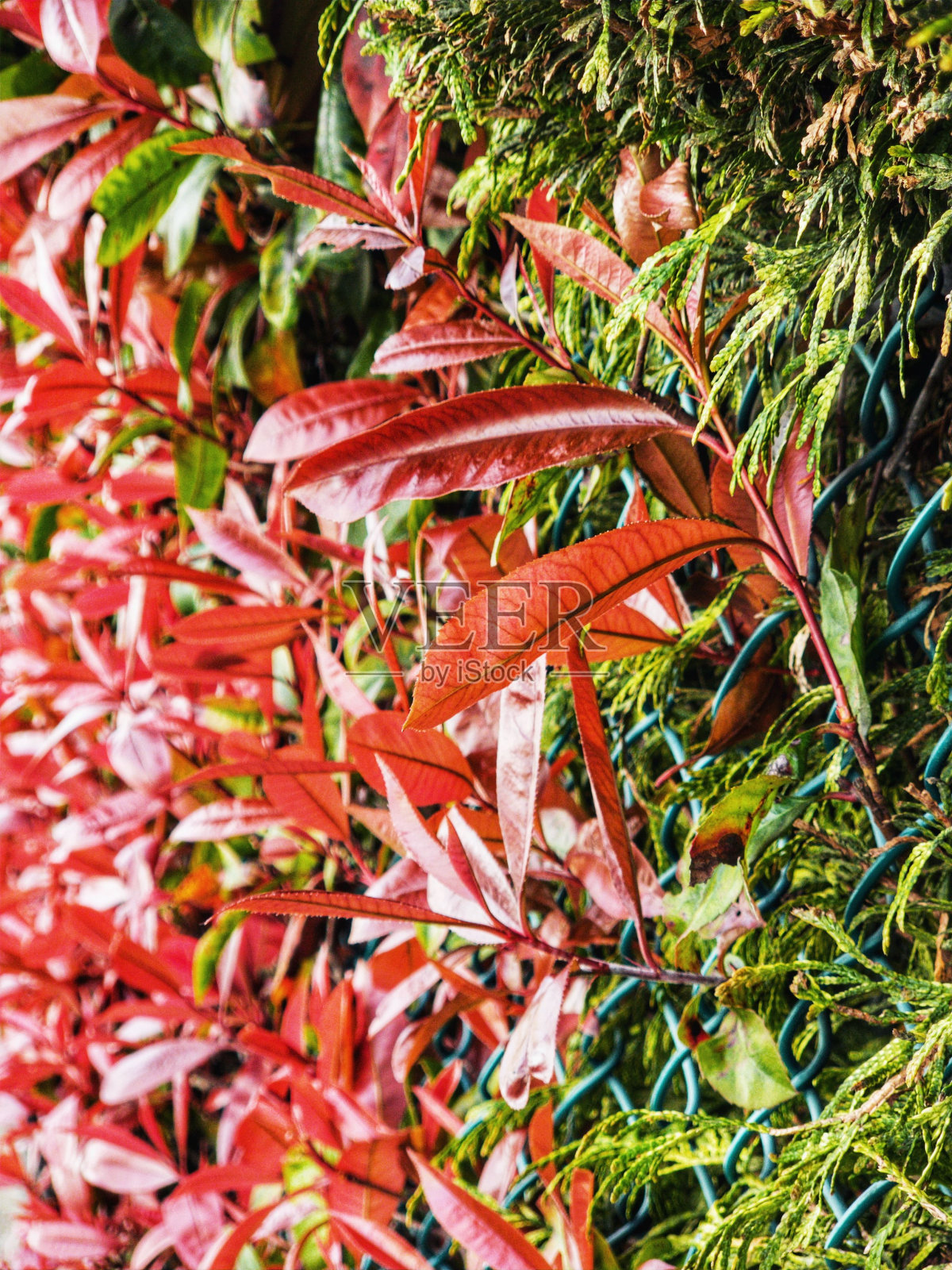 垂直拍摄的石楠植物生长在一个公园照片摄影图片