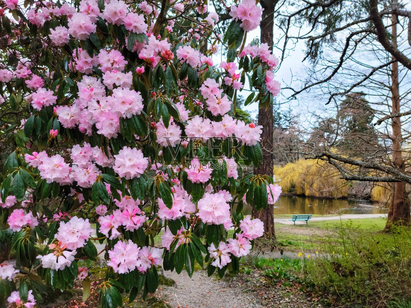 公园里杜鹃花的特写镜头照片摄影图片
