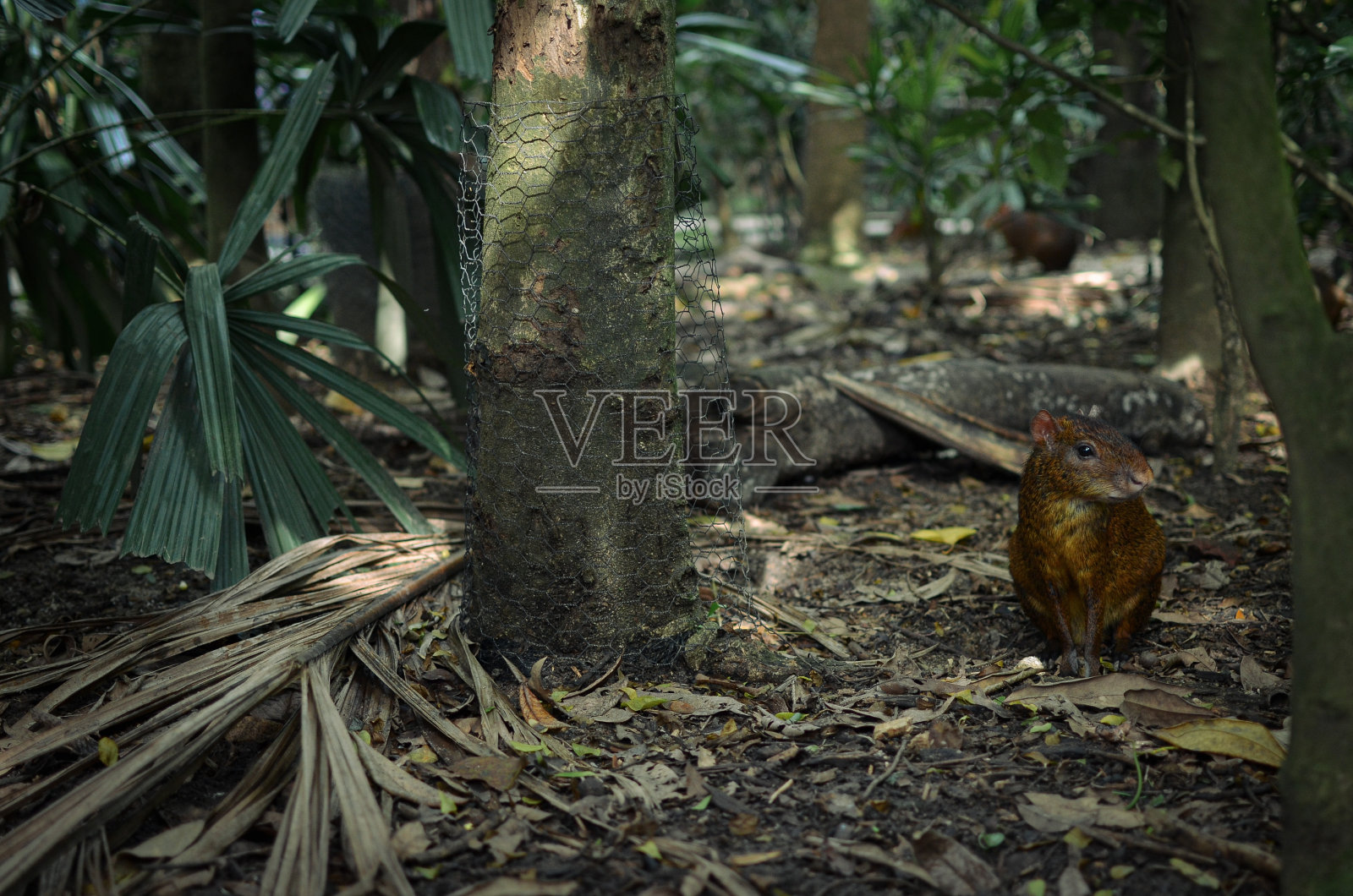 一只刺鼠正在保持警惕照片摄影图片