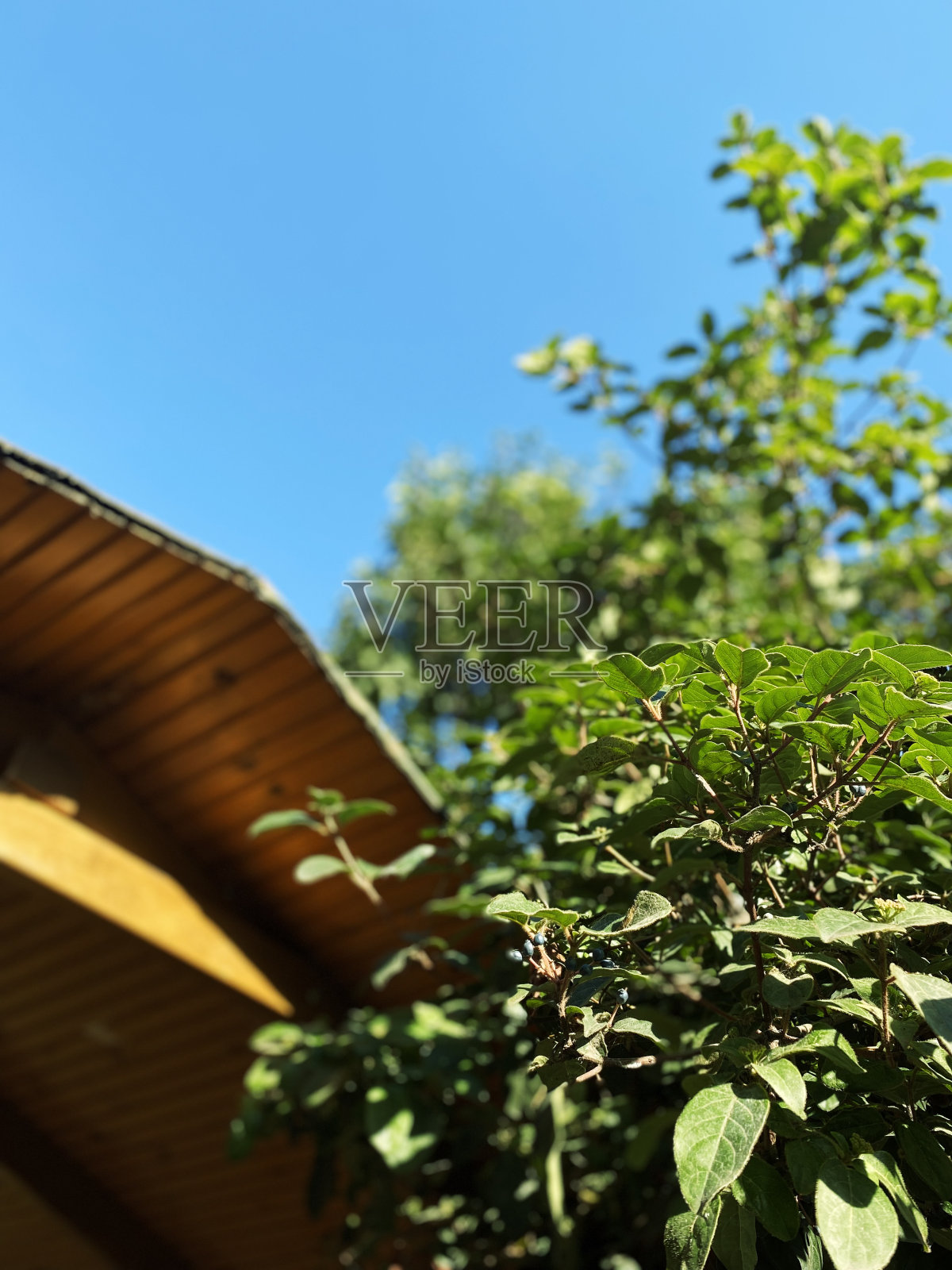 花园中的鲜花与日光自然背景照片摄影图片