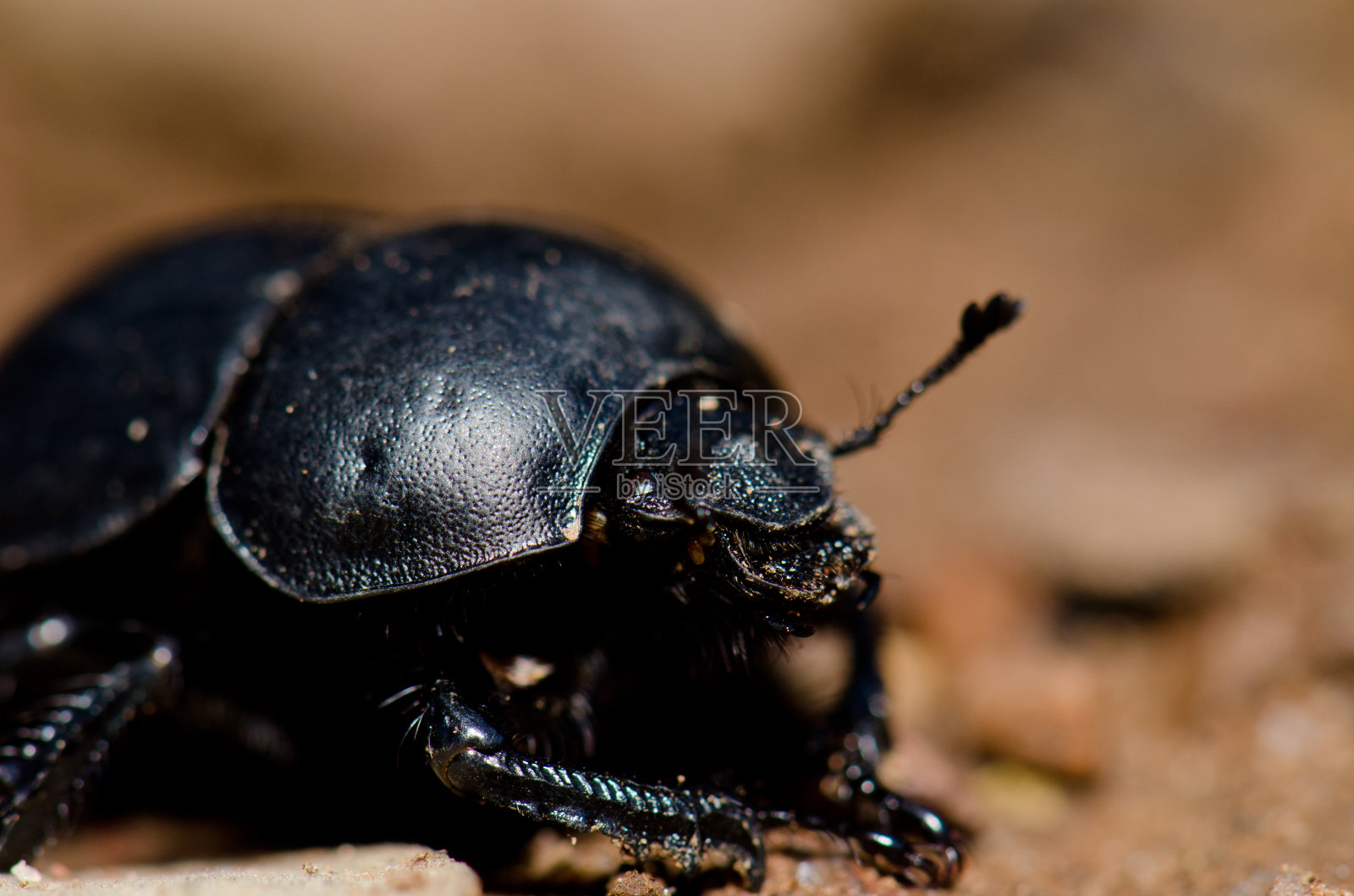 圣甲虫。照片摄影图片
