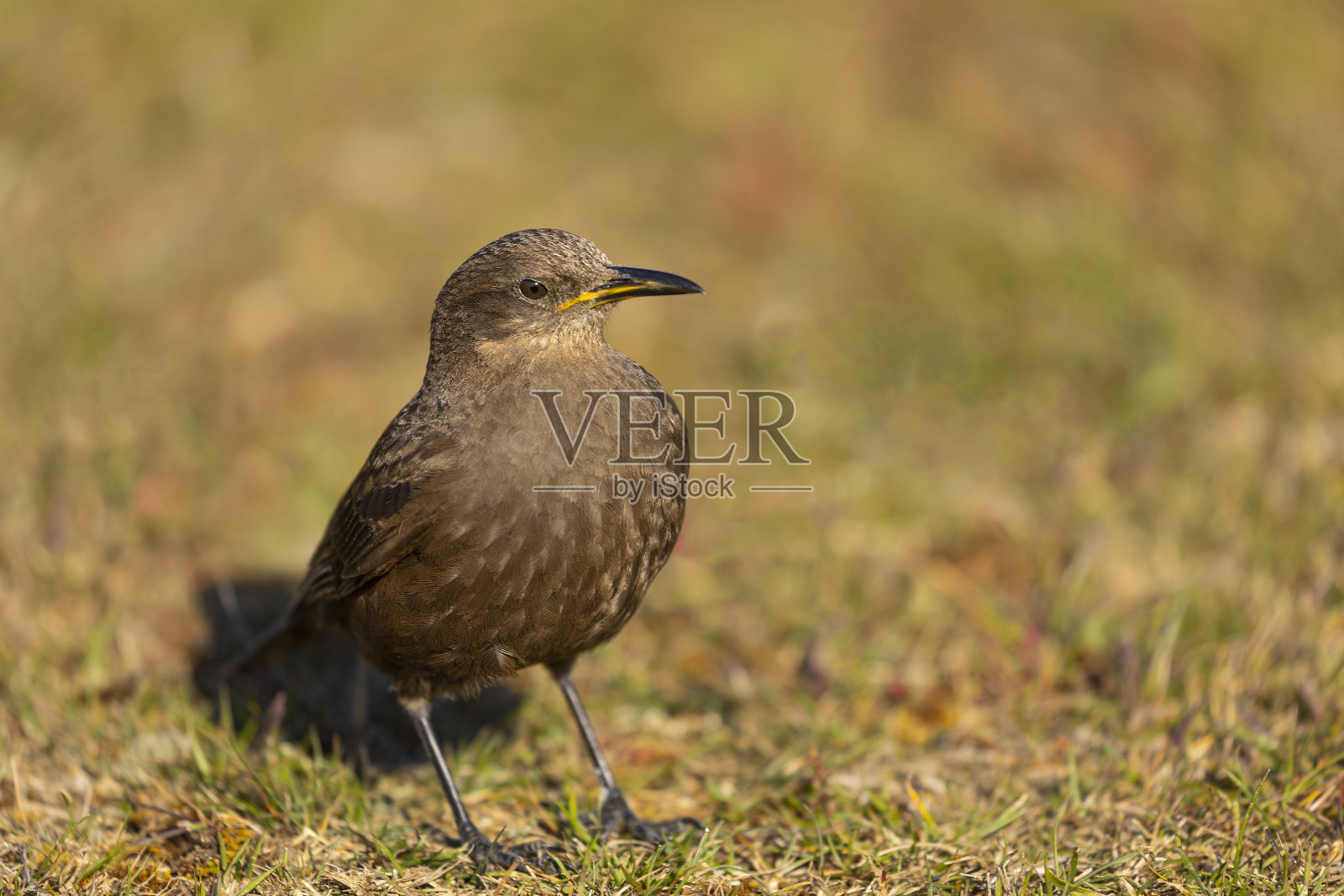 黑色cinclodes;Cinclodes antarctica，又名Tussac bird / Tussock鸟;福克兰群岛照片摄影图片