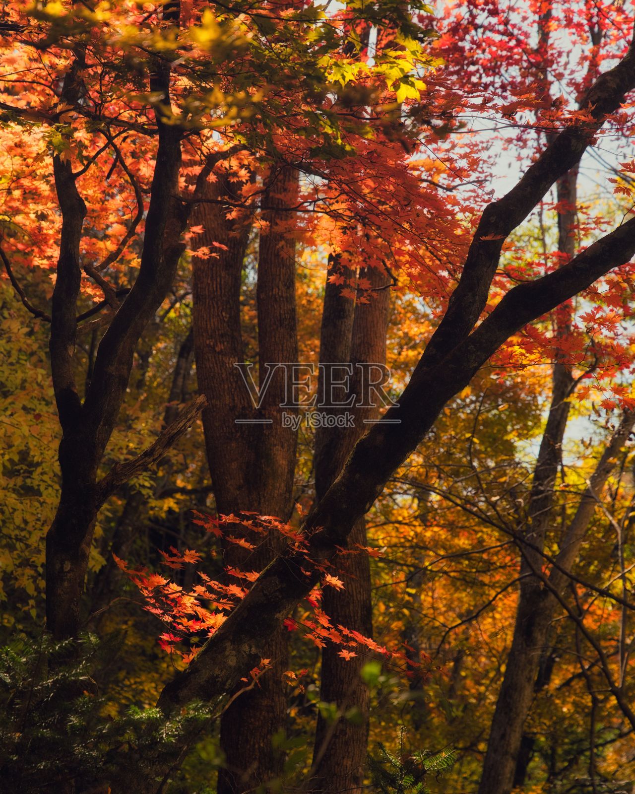 韩国五台山国家公园壮丽多彩的树叶和树木的垂直拍摄照片摄影图片