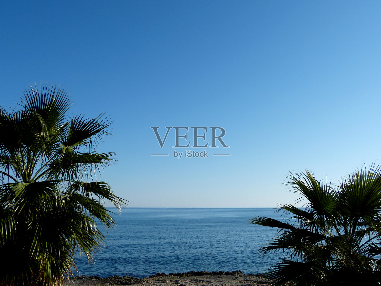 棕榈树和大海照片摄影图片