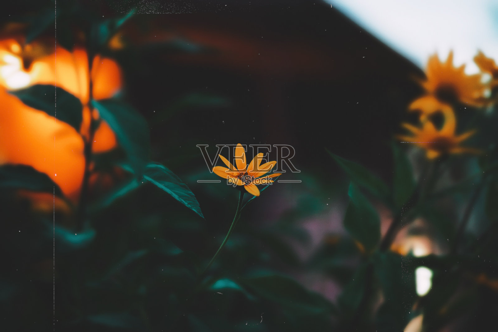 晚上花照片摄影图片