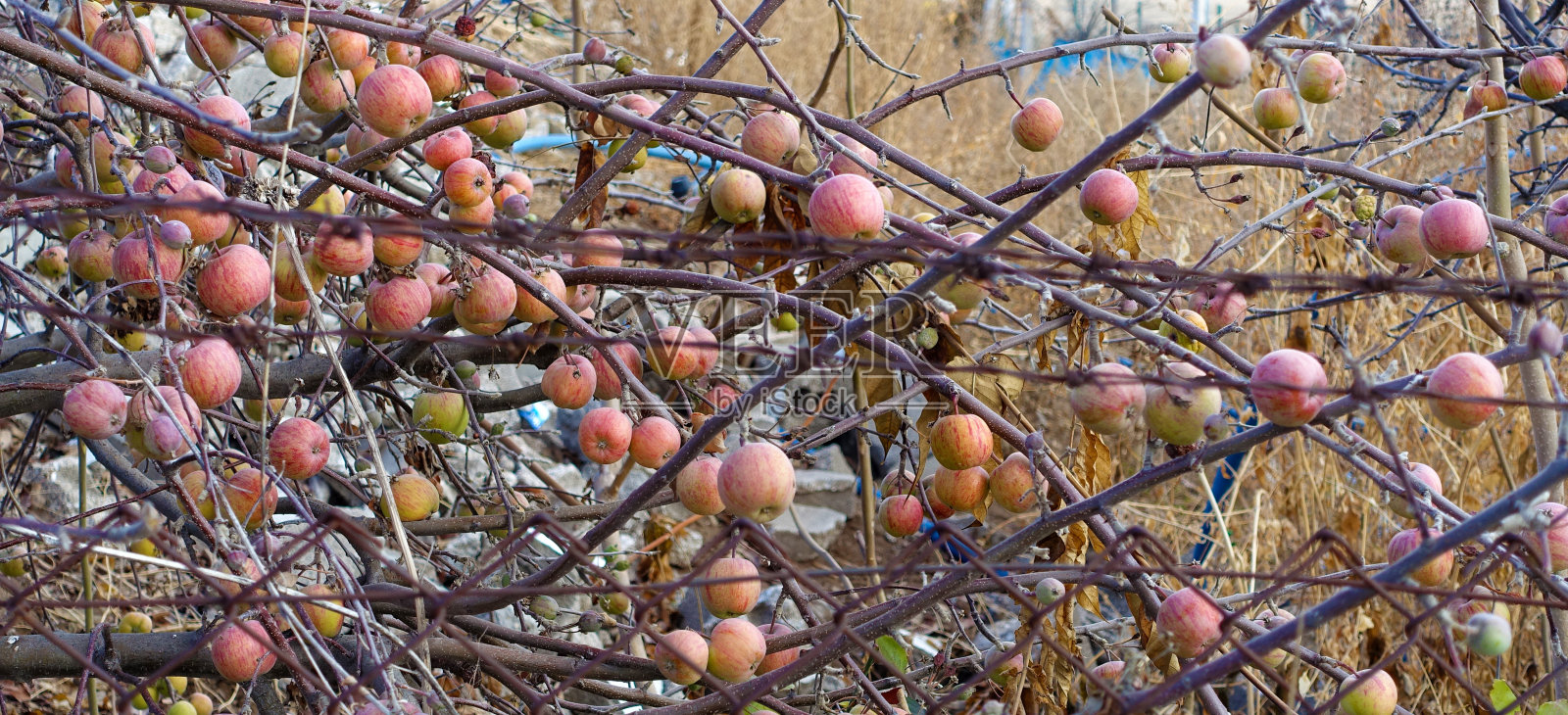 浪费的苹果留在树上，未摘的苹果留在树上，照片摄影图片
