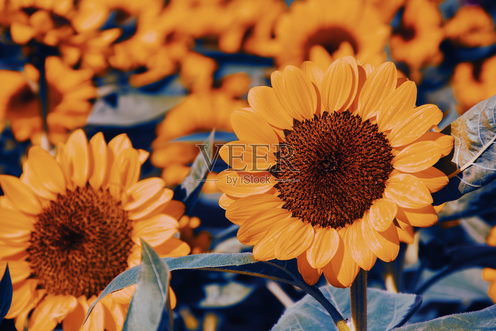 向日葵田照片摄影图片