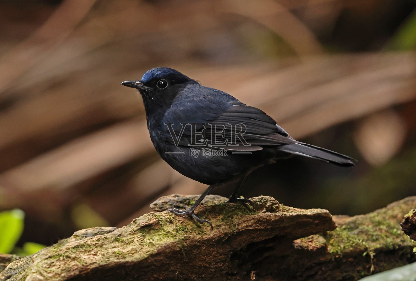 大型Niltava鸟照片摄影图片