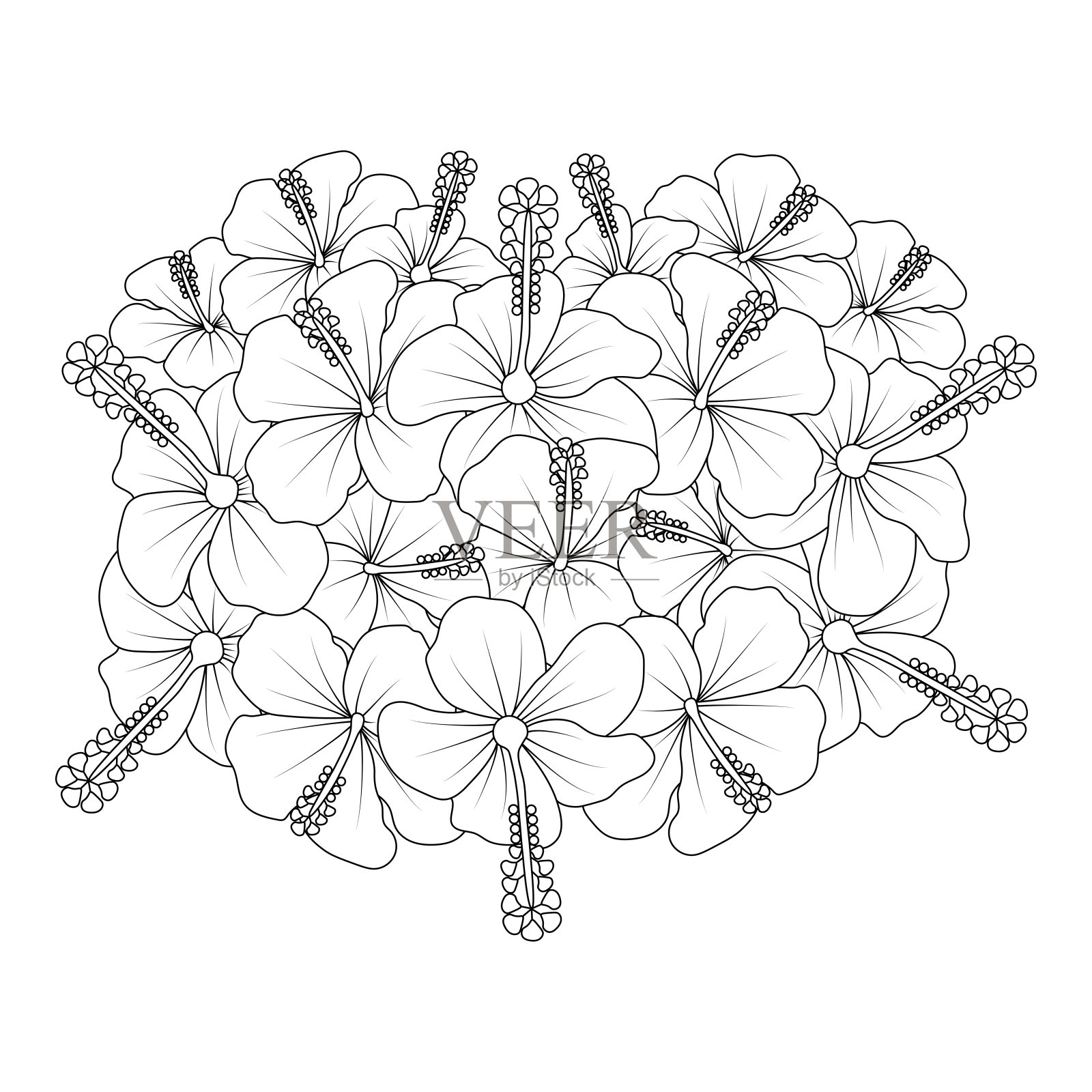 芙蓉花着色页插图与夏威夷芙蓉叶和轮廓莎伦玫瑰插画图片素材