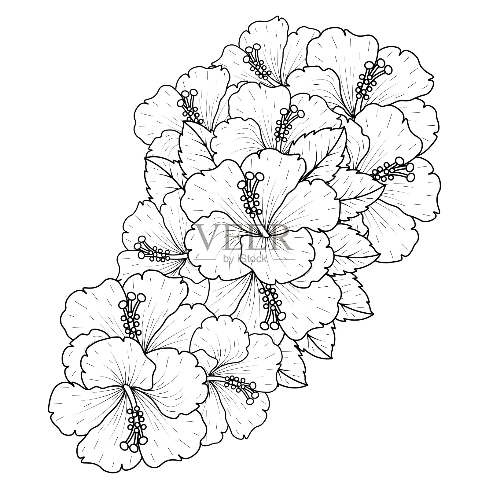 常见芙蓉花轮廓开花花瓣或玫瑰锦葵花着色页插画图片素材