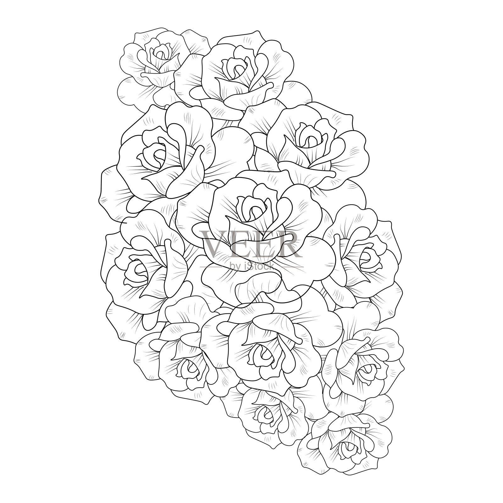 玫瑰花矢量插图与玫瑰花束盛开的花瓣成人着色页插画图片素材