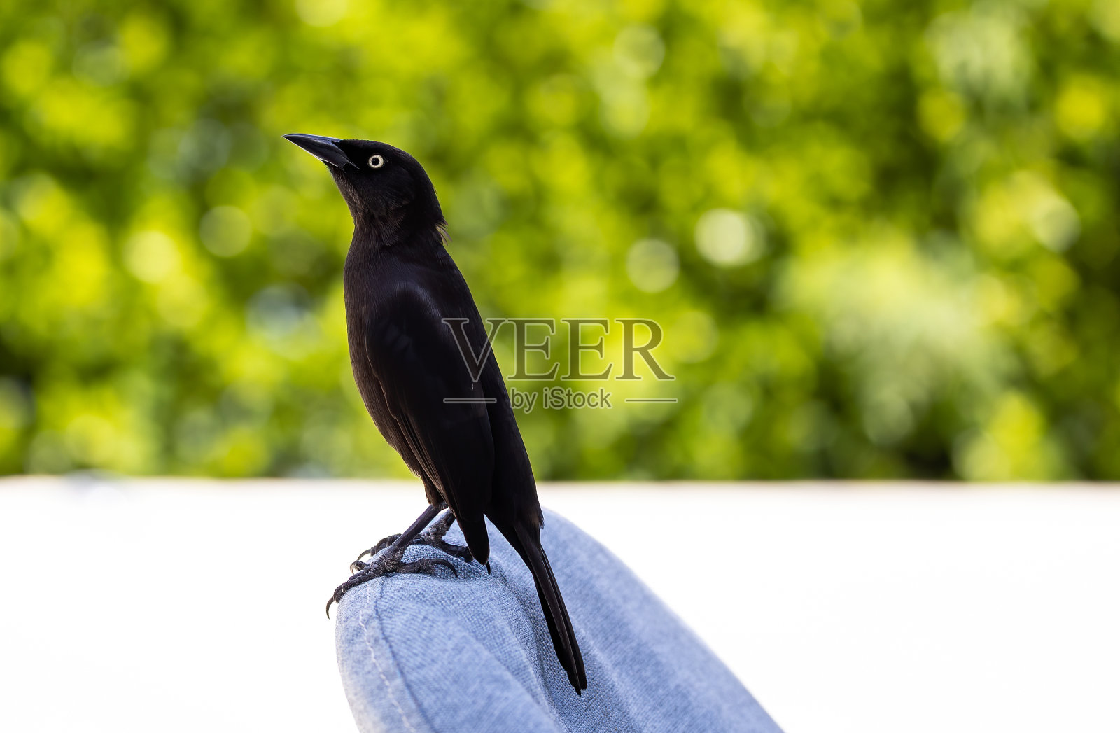 特写镜头，一只加勒比白头鸟站在一张蓝色椅子上，背景模糊照片摄影图片