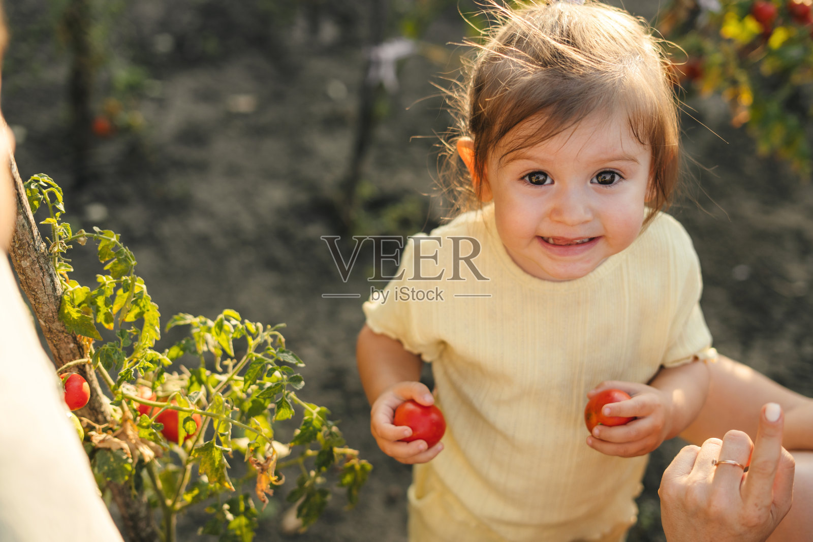 一个小女孩在温室里摘西红柿。孩子园艺和收获。为孩子们提供健康的有机蔬菜。照片摄影图片