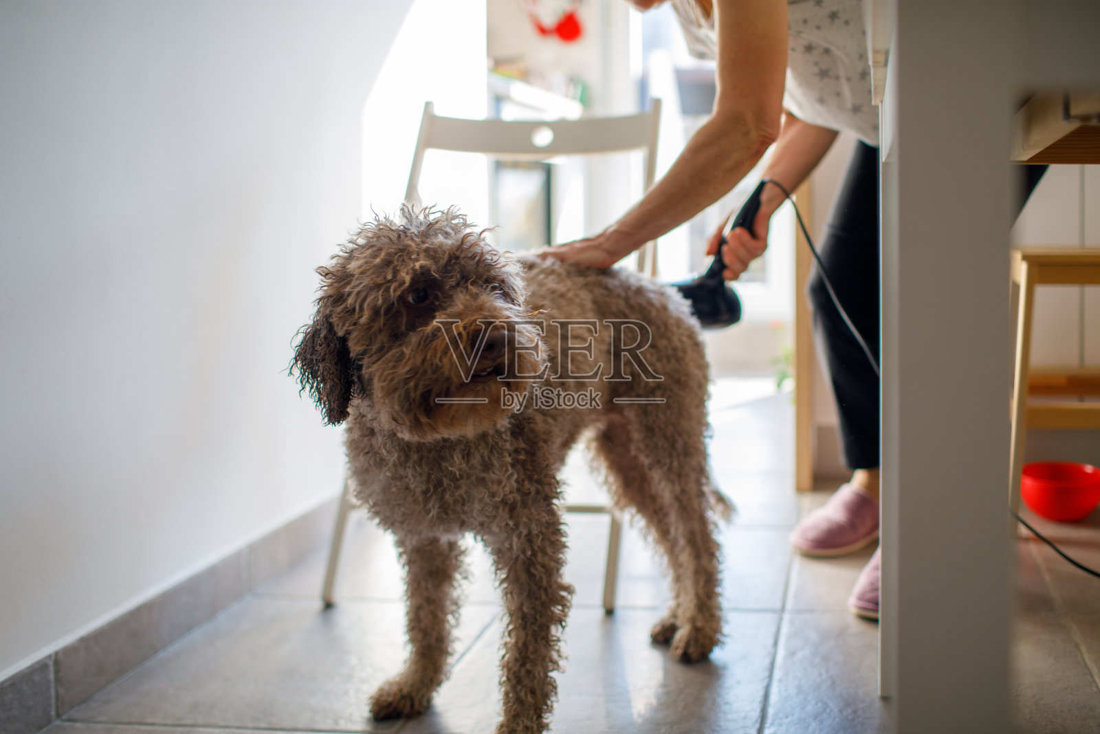 一位老妇人在洗澡后给她的狗擦干照片摄影图片